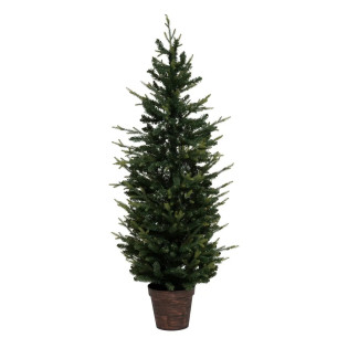 Sapin en pot 150 cm...